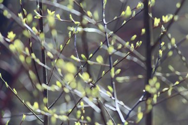 Bahar dalları genç yapraklar, soyut arka plan mevsimlik Mart ayı, dallar üzerinde tomurcuklanıyor doğa