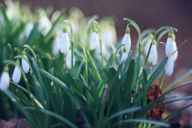 Bahar çiçekleri, Mart 'ta ormanda kar damlaları, güzel doğa arka planı, küçük beyaz çiçekler.