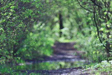Bahar dalları genç yapraklar, soyut arka plan mevsimlik Mart ayı, dallar üzerinde tomurcuklanıyor doğa