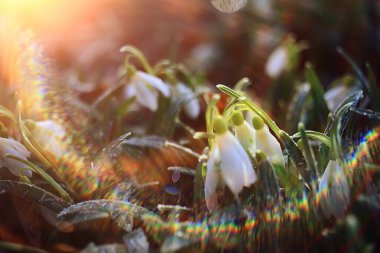 Bahar çiçekleri güneş ışınları kar damlaları, ılık altın bahar arkaplanı Mart 'ta gün doğumu
