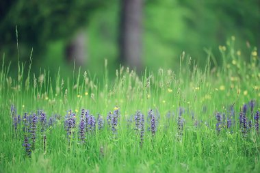 bahar kır çiçekleri, yaz arkaplanı, yeşil çimenler ve çiçekler