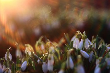 Bahar çiçekleri güneş ışınları kar damlaları, ılık altın bahar arkaplanı Mart 'ta gün doğumu