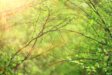 Bahar dalları genç yapraklar, soyut arka plan mevsimlik Mart ayı, dallar üzerinde tomurcuklanıyor doğa