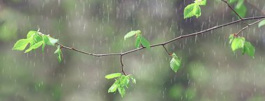 Bahar dalları genç yapraklar, soyut arka plan mevsimlik Mart ayı, dallar üzerinde tomurcuklanıyor doğa