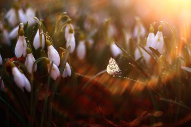 Kelebek çiçek bahar konsepti, taze kar damlaları, kır çiçekleri, doğada kelebek