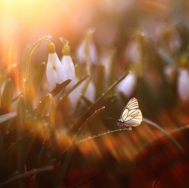 Kelebek kır çiçeklerinde, güzel romantik duvar kağıtları, soyut doğa manzarası arka planı