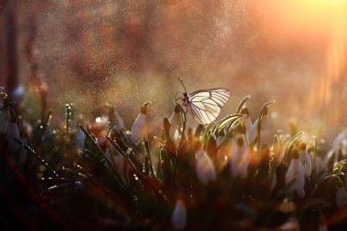 Kelebek çiçek bahar konsepti, taze kar damlaları, kır çiçekleri, doğada kelebek