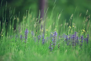 bahar kır çiçekleri, yaz arkaplanı, yeşil çimenler ve çiçekler