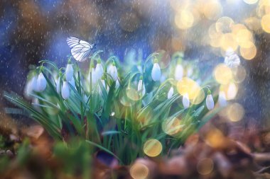 Kelebek çiçek bahar konsepti, taze kar damlaları, kır çiçekleri, doğada kelebek