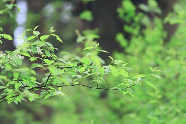 Bahar dalları genç yapraklar, soyut arka plan mevsimlik Mart ayı, dallar üzerinde tomurcuklanıyor doğa