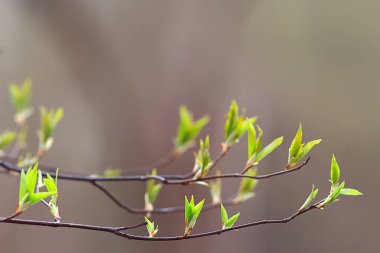 Bahar dalları genç yapraklar, soyut arka plan mevsimlik Mart ayı, dallar üzerinde tomurcuklanıyor doğa