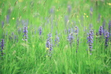 bahar kır çiçekleri, yaz arkaplanı, yeşil çimenler ve çiçekler