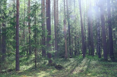 Bahar ormanı manzarası, soyut taze, mevsimsel doğa manzarası, yeşil ağaçlar güneş ışınları sabah