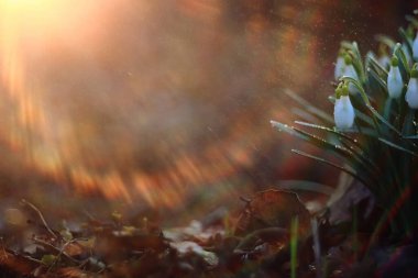 Bahar çiçekleri güneş ışınları kar damlaları, ılık altın bahar arkaplanı Mart 'ta gün doğumu