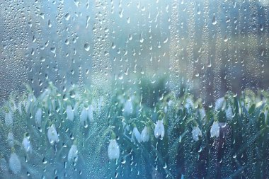 Bahar çiçekleri, kar damlaları, arka plan, güzel çiçekler, su damlaları.