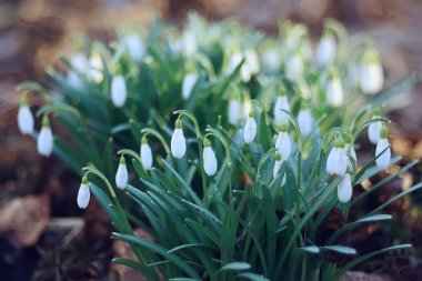Bahar çiçekleri, Mart 'ta ormanda kar damlaları, güzel doğa arka planı, küçük beyaz çiçekler.