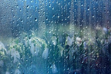 Bahar çiçekleri, kar damlaları, arka plan, güzel çiçekler, su damlaları.