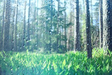 bahar yağmuru arka plan yaprakları, soyut arkaplan