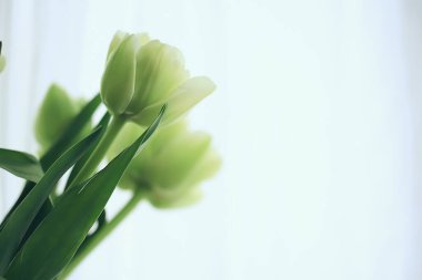 Beyaz laleler bahar buketi, arka plan taze çiçekler romantik kutlama marşı Nisan, mevsimlik geçmiş