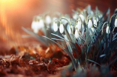Bahar çiçekleri güneş ışınları kar damlaları, ılık altın bahar arkaplanı Mart 'ta gün doğumu