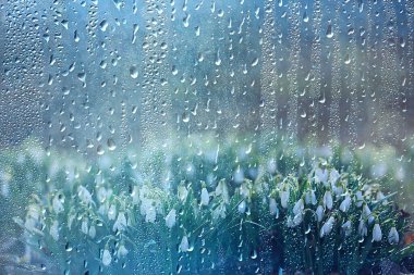 Bahar çiçekleri, kar damlaları, arka plan, güzel çiçekler, su damlaları.