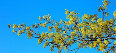 Çiçek açan akçaağaç dalları, bahar detayı bir ağaç dalındaki çiçekler.