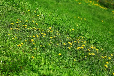 Sarı kır çiçekleri yaz mevsimi, soyut yaz çiçekleri
