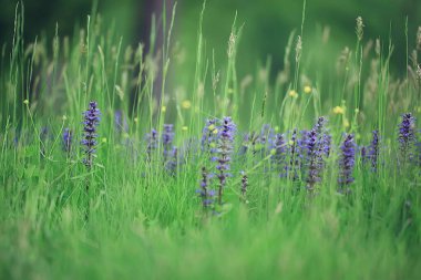 bahar kır çiçekleri, yaz arkaplanı, yeşil çimenler ve çiçekler