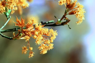 Çiçek açan akçaağaç dalları, bahar detayı bir ağaç dalındaki çiçekler.