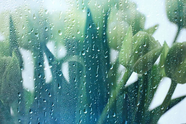 Bahar çiçekleri, kar damlaları, arka plan, güzel çiçekler, su damlaları.