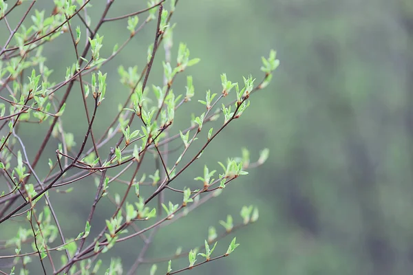 Bahar dalları genç yapraklar, soyut arka plan mevsimlik Mart ayı, dallar üzerinde tomurcuklanıyor doğa