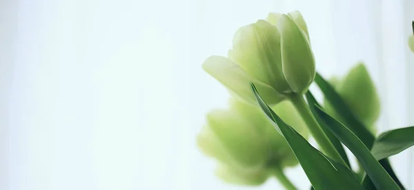Білі Тюльпани Весняний Букет Фон Свіжі Квіти Романтичне Привітання Березень — стокове фото
