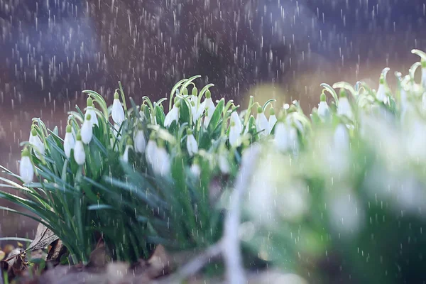 spring flowers snowdrops rain, background beautiful fresh wild flowers, water drops