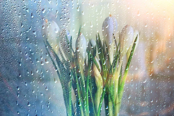 spring flowers snowdrops rain, background beautiful fresh wild flowers, water drops