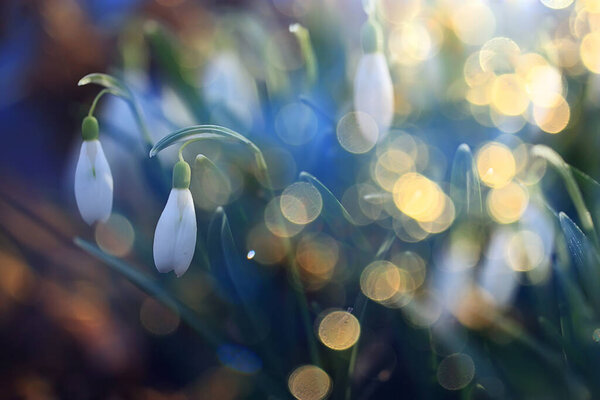white wild snowdrops in spring forest, beautiful wildflowers in March
