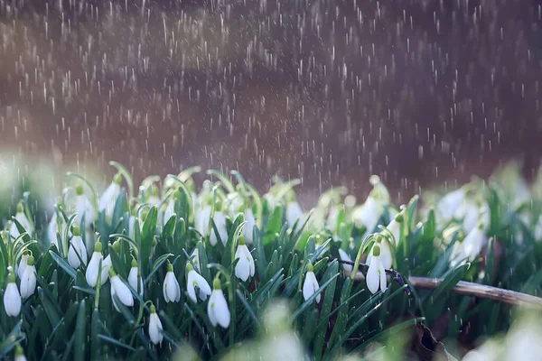 spring flowers snowdrops rain, background beautiful fresh wild flowers, water drops