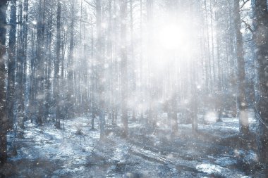 Ormanda ilkbahar başlangıcı, kar yağışı, soyut doğa manzarası, mevsimsel takvim manzarası.