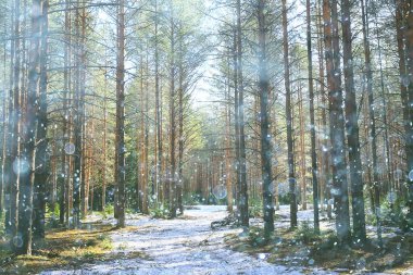 Ormanda ilkbahar başlangıcı, kar yağışı, soyut doğa manzarası, mevsimsel takvim manzarası.