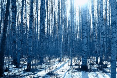 İlkbaharın başlarında ormanda soyut mevsimsel manzara, güneş ışınları ve parıltılı doğa manzarası