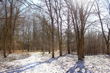 İlkbaharın başlarında ormanda soyut mevsimsel manzara, güneş ışınları ve parıltılı doğa manzarası