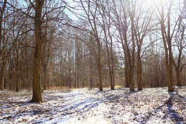 İlkbaharın başlarında ormanda soyut mevsimsel manzara, güneş ışınları ve parıltılı doğa manzarası