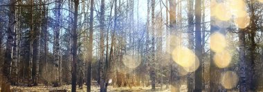 İlkbaharın başlarında ormanda soyut mevsimsel manzara, güneş ışınları ve parıltılı doğa manzarası