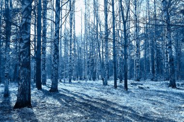İlkbaharın başlarında ormanda soyut mevsimsel manzara, güneş ışınları ve parıltılı doğa manzarası