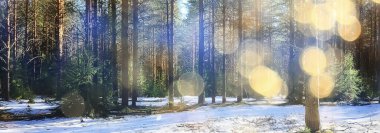 İlkbaharın başlarında ormanda soyut mevsimsel manzara, güneş ışınları ve parıltılı doğa manzarası