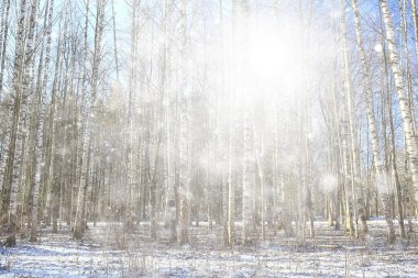 Ormanda ilkbahar başlangıcı, kar yağışı, soyut doğa manzarası, mevsimsel takvim manzarası.