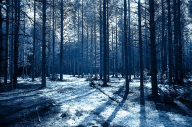 İlkbaharın başlarında ormanda soyut mevsimsel manzara, güneş ışınları ve parıltılı doğa manzarası