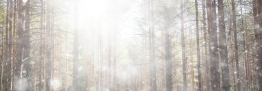 Ormanda ilkbahar başlangıcı, kar yağışı, soyut doğa manzarası, mevsimsel takvim manzarası.