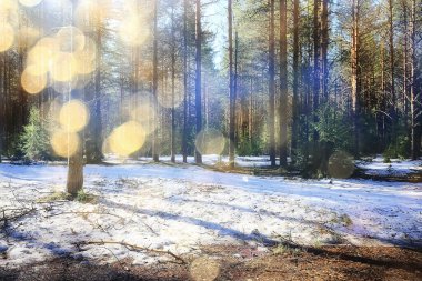 İlkbaharın başlarında ormanda soyut mevsimsel manzara, güneş ışınları ve parıltılı doğa manzarası