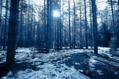 İlkbaharın başlarında ormanda soyut mevsimsel manzara, güneş ışınları ve parıltılı doğa manzarası