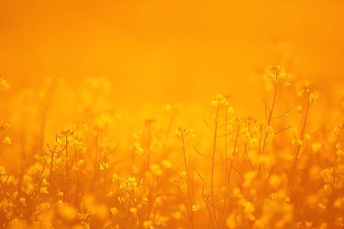 Arazideki sarı çiçeklerin soyut yaz arkaplan dokusu, güzel doğa güneşli gün vahşi çiçek